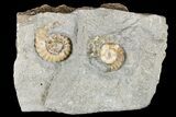 Two Fossil Ammonites (Promicroceras) - Lyme Regis #166647-1
